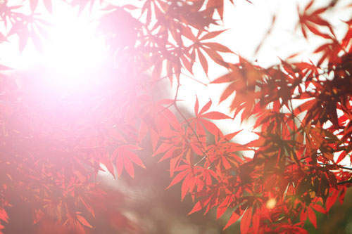 &#26032;&#21033;